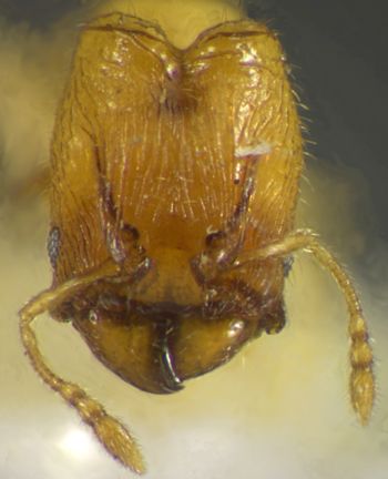 Media type: image;   Entomology 35154 Aspect: head frontal view